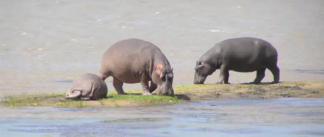 Grazing hippos in St. Lucia the Isimangaliso Wetland Park