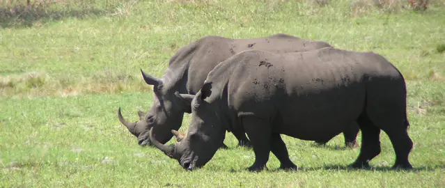 White Rhinos in the Isimangaliso Wetland Park