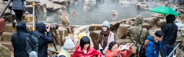 Japan Snow Monkey crowds