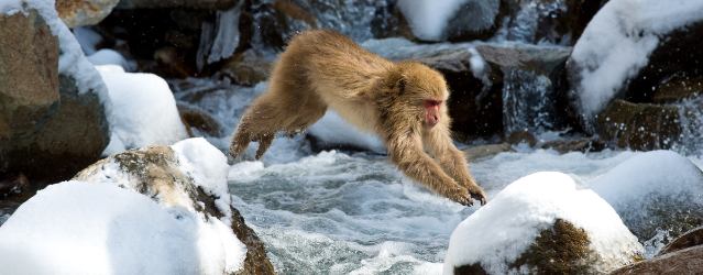 Snow Monkey Japan
