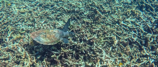 Turtle at a destroyed reef at the Surin Islands