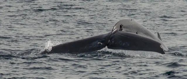 Blue Whale in Kaikoura