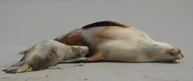 Seals on Kangaroo Island