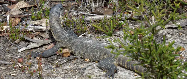 Goanna basking in the sun at Kangaroo Island