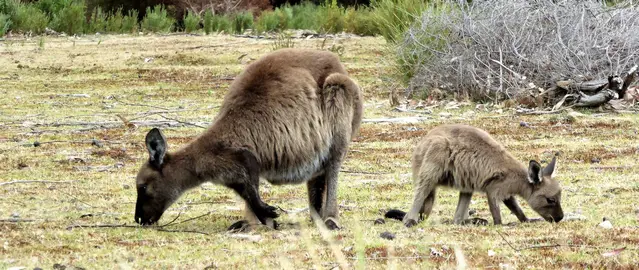 Kangaroos grazing at dusk on Kangaroo Island