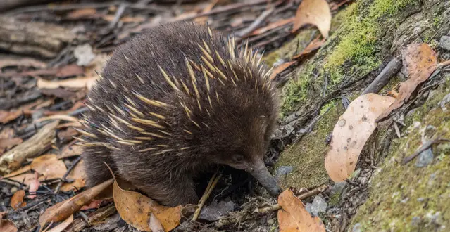 Echidna on Kagaroo Island