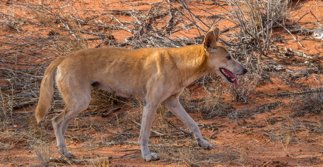Dingo around the campground in Karijini