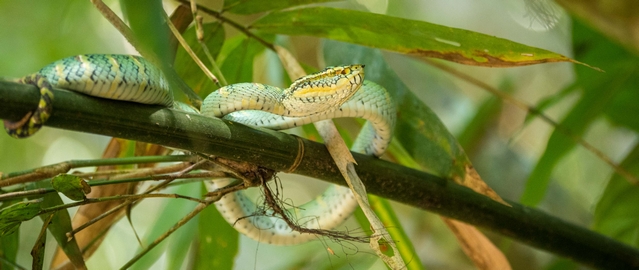 Green Pit Viper in the Khao Sok 