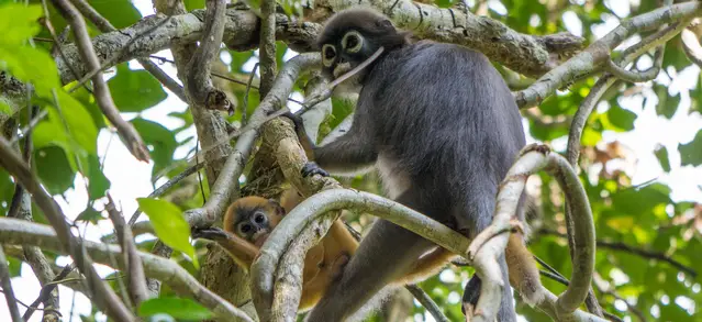 Dusky Langur with baby in the Khao Sok