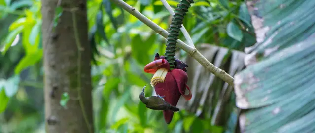 Bird in the Khao Sok National Park