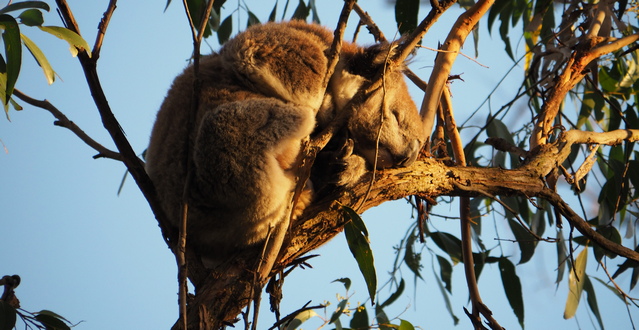 Sleeping koala in the Great Otway National Park
