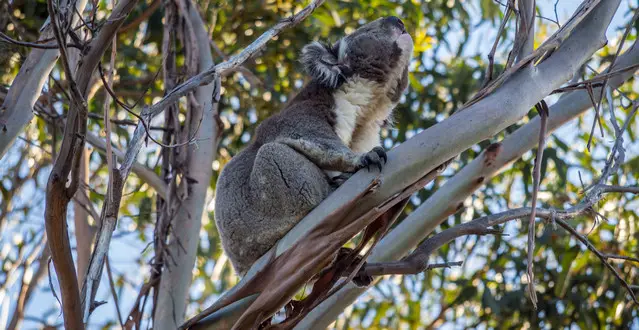 Grunting Koala Bear at Kennett River