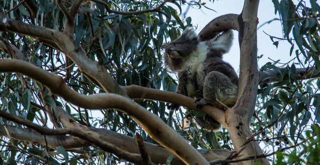 Awaking Koala at Kennett River