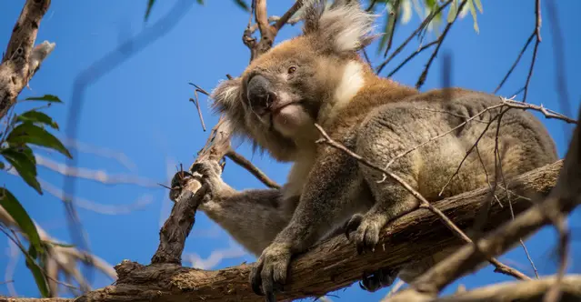 An active koala in the afternoon