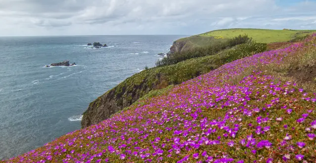 Flower carpet along the coastal path from Kynance Cove to Lizard Point