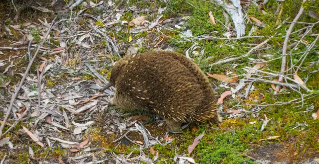 Echidna at Lake St Clair searching for ants