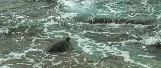 Green Sea Turtle spotted from the shore during high tide