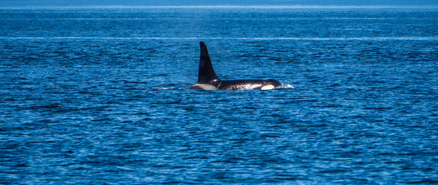 Orca watched from the Bere Point Regional Park on Malcolm Island
