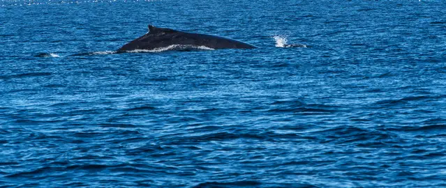 Humpback Whale watched from Bere Point Campground