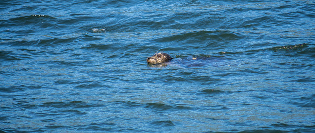 Sea lion spotted from Bere Point