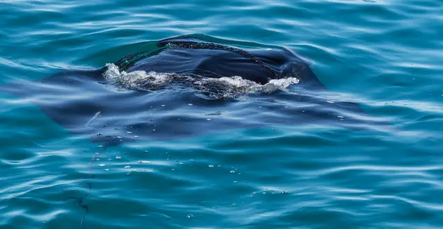 Manta Ray close to our guided humpback whale tour