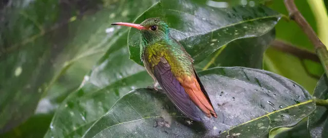 Rufous-tailed Hummingbird in Mindo