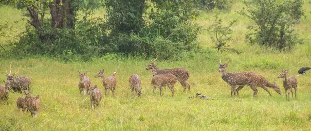 Sambar Deer