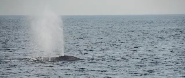 Mirissa Blue Whales watching