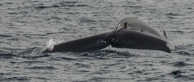 The fluke of a blue whale on a whale watching trip from Mirissa, Sri Lanka