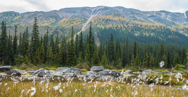 Larch Season in Banff National Park