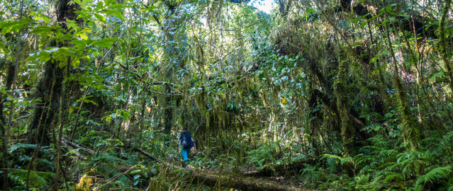 Mount Tuhua Hike through thick rainforest