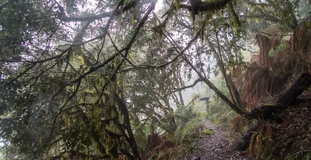 New England Rainforest Trail