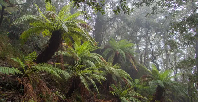 Fern Trees along the hiking path