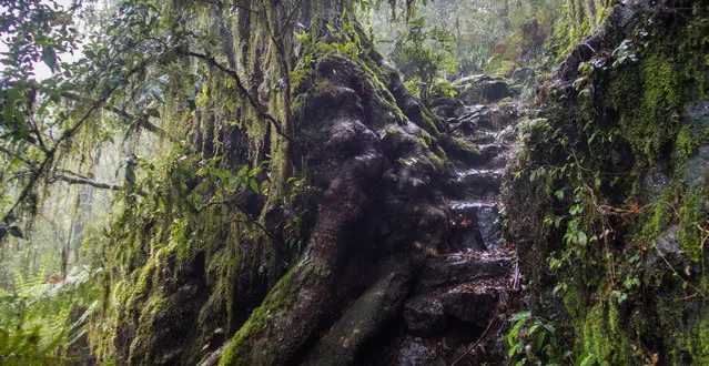 New England Antarctic Beech