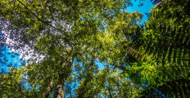 Gondwana Rainforest during the drier and colder season