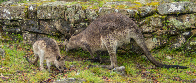 Kangaroos at Point Lookout