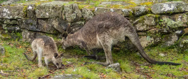 Kangaroos at Point Lookout