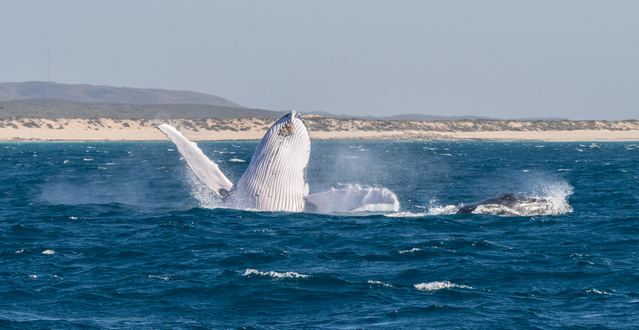 Breaching whale at Ningaloo Reef - Exmouth