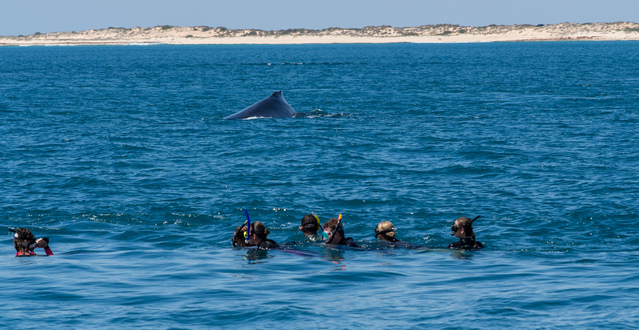 Humpback whales and snorklers at Ningaloo Reef