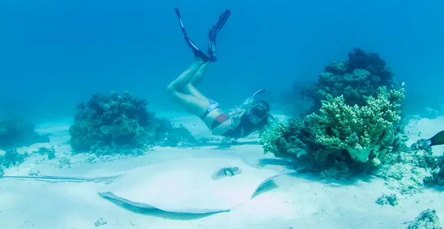 Snorkler and Ray at Ningaloo Reef