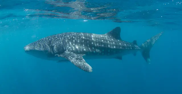 Juvenile whale Shark at Ningaloo Reef