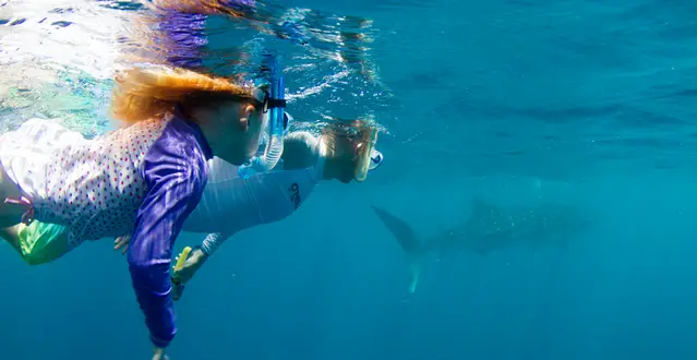 Father and young daughter are snorkeling with a whale shark at Ningaloo