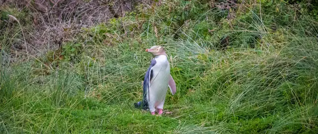 Yellow-eyed penguin Pohatu Marine Reserve NZ