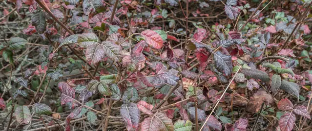 Poison Oak at Point Lobos