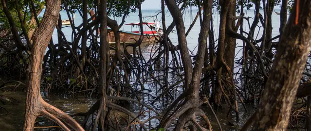 Railay East mud flat and mangroves