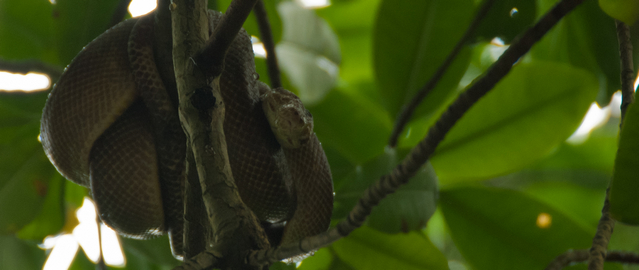 Tree Snake in the Caroni Swamp