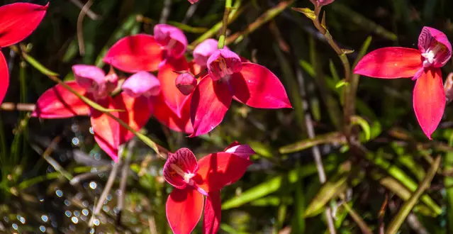 The Pride of Table Mountain endemic to the Table Mouintain Plateau