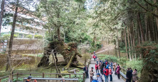 The three generations tree in Alishan