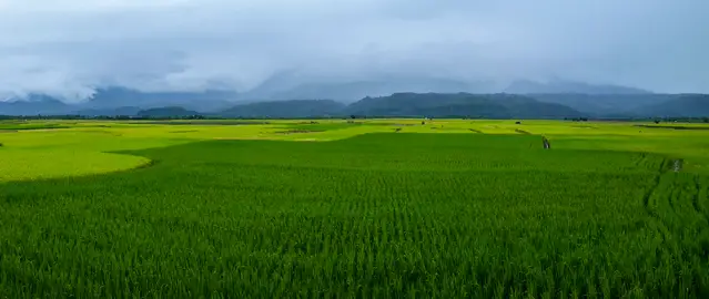 Rice Paddies at the East Rift Valley