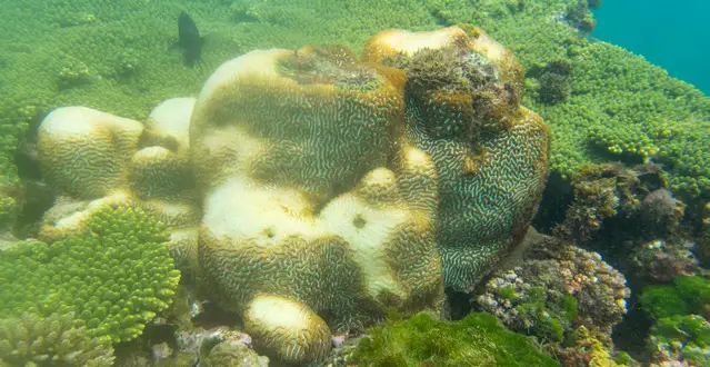 Colourful reef at Lanyu Island